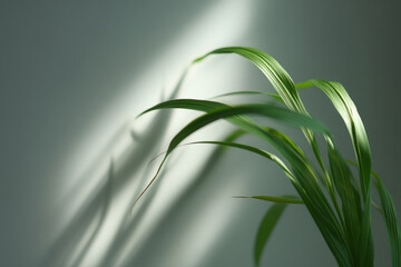 minimalistic green plant against clean light background illuminated by soft natural light
