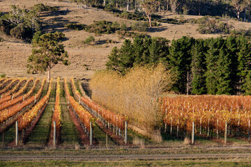 Autumn in the vineyard - Apslawn, Tasmania, Australia