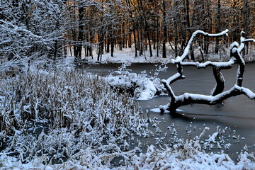 Zamarznięte jezioro i drzewa  © Zuzanna