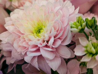 Horizontal image of delicate pink chrysanthemums