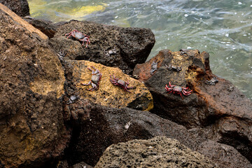 Crabs on volcanic rocks by the ocean, Lanzarote, Canary Islands