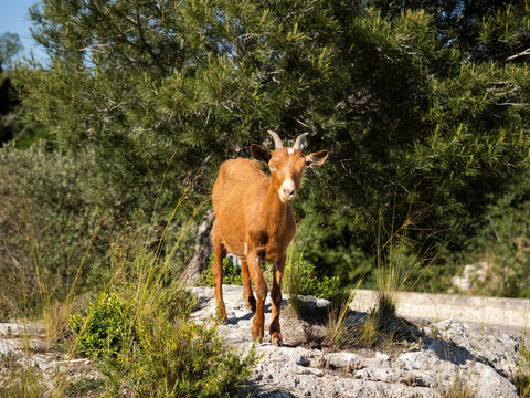 Ch&egrave;vre brune vue de face se tenant sur un rocher blanc entour&eacute;e de garrigue, dans le massif des Alpilles en Provence