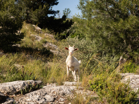 Petite ch&egrave;vre blanche vue de face debout sur un rocher blanc au premier plan, dans un paysage de garrigue du massif des Alpilles en Provence
