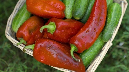 farming, harvesting cucumbers and bell peppers at farm, assorted vegetables in dripping rain, wet...
