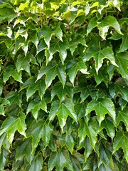 Green living fence overgrown with ivy climbing plant. Fresh foliage background. Natural leaves backdrop. Summer nature in sunlight. green leaves, flora and foliage