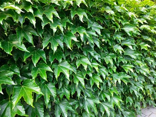 Green living fence overgrown with ivy climbing plant. Fresh foliage background. Natural leaves backdrop. Summer nature in sunlight. green leaves, flora and foliage