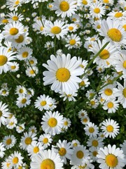 Fototapeta premium Daisies in the meadow