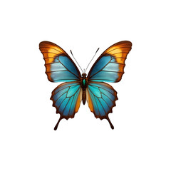 butterfly on white background