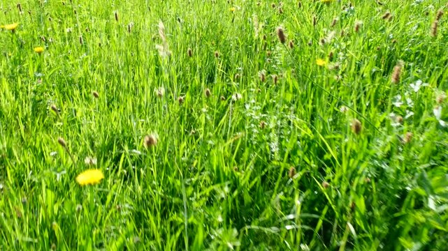 Wide shot of sunlit wild grass field with seed heads and yellow flowers, softly moving in the breeze, capturing natural countryside beauty in 4K.