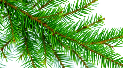 Fototapeta premium Fresh green fir branch with vivid green needles isolated on pure white background. Closeup view shows intricate twig structure. Image perfect for eco friendly designs holiday decorations. Vibrant
