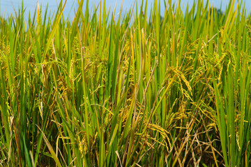 Fototapeta premium rice plant agriculture field in indonesia rice plant agriculture field in indonesia