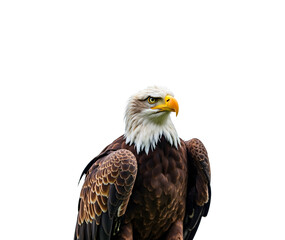 Obraz premium american bald eagle isolated