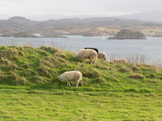 Vedute Panoramiche dell’Isola di Iona, Scozia