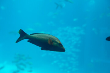 Humpback red snapper (Lutjanus gibbus) under water
