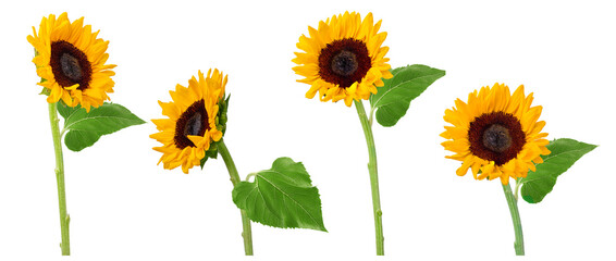 High Quality PNG of sunflowers isolated on white background, floral set.