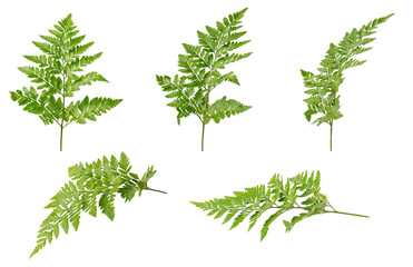 High Quality PNG of fern fronds isolated on white background