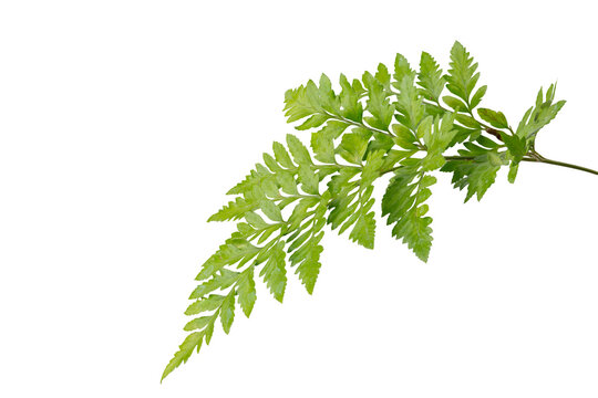 High Quality PNG of fern leaf isolated on white background