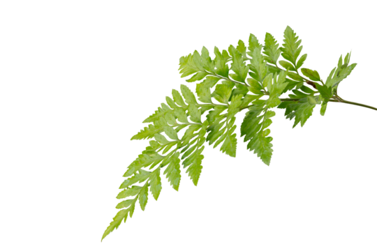 High Quality PNG of fern leaf isolated on white background