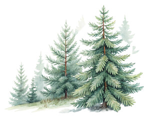Obraz premium Group of Lush Green Pine Trees in a Peaceful Woodland Setting with Transparent Background