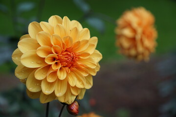 autumn blooming dahlia flower with orange petals. autumnal nature background