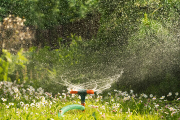 Garden sprinkler watering flowerbed and green lawn with flowers. Watering garden a hose at heat...