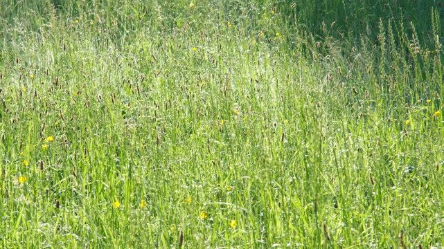 A lush green meadow filled with tall grass and wildflowers gently swaying in the morning sun, creating a serene, peaceful countryside summer scene.