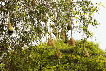 Birds perched near handmade hanging nests in Sri Lanka