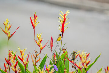 An olive-backed sunbird (Cinnyris jugularis) perched on a vibrant red and yellow heliconia flower....