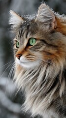 Longhaired Cat in Winter Snow