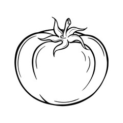 Hand-drawn tomato illustration. Vector vegetable sketch for organic product design, culinary use, food packaging, and eco-friendly branding.