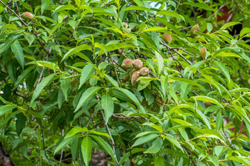 Peach fruits on branch of the Peach tree in Paro Bhutan