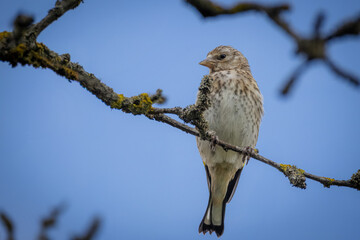 A European Goldfinch chick sits on a branch against a blue sky background on a sunny summer evening.