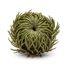 The resurrection plant (Selaginella lepidophylla) can survive 10+ years in drought by curling into a dry ball and reviving in hours with water!