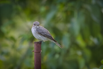 An adult male Spotted Flycatcher (Muscicapa striata) sits on top of a metal rod and looks toward the camera lens against a background of green leaves on a sunny summer evening.