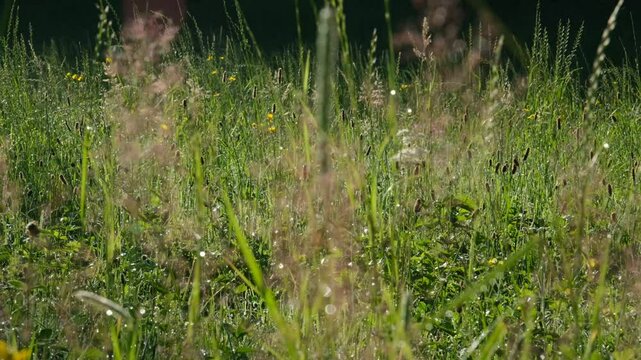 Closeup of delicate pink grass flowers sparkling in sunlight, swaying gently in a lush green meadow, evoking peaceful summer morning vibes in nature.