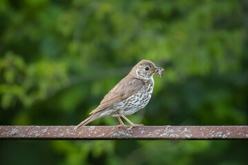 An adult Song Thrush sits on a metal perch, holding an earthworm in its beak, on a summer evening against a green leafy background.