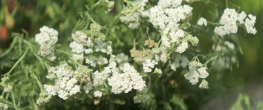 Common yarrow plant in the field 4K anamorphic video