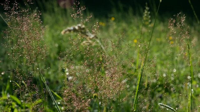 A sunlit meadow featuring shimmering ornamental grass with tiny pink seeds, softly moving in a breeze against a blurred green field backdrop.
