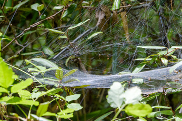 植物に張られたクモの巣の繊細な構造