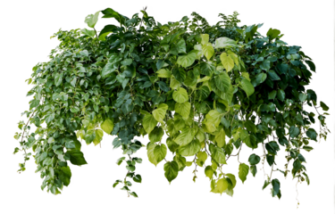 Lush arrangement of various green plants with different leaf shapes and textures, featuring cascading vines and bushy foliage perfect for indoor or garden decoration