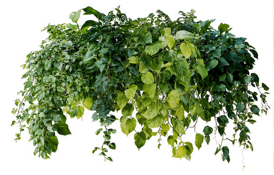 Lush arrangement of various green plants with different leaf shapes and textures, featuring cascading vines and bushy foliage perfect for indoor or garden decoration