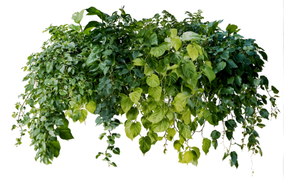 Lush arrangement of various green plants with different leaf shapes and textures, featuring cascading vines and bushy foliage perfect for indoor or garden decoration