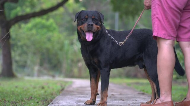 Close up of adult male dog Rottweiler, standing and looking around, strong guarding instinct and with leash on.