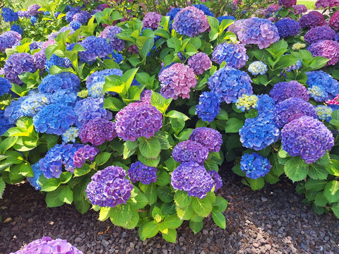 The blue and pink flower hydrangea macrophylla or hydrangea ardorescens bloom in the flowerbed.