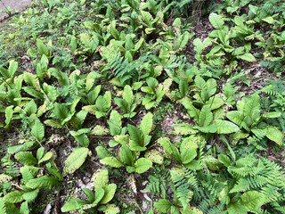 開花の終わったクリンソウ