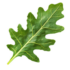 Fototapeta premium Green Oak Leaf on White Background for Nature and Botanical Concepts