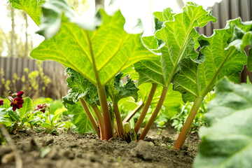 Fresh rhubarb plants in garden. Large green leaves and thick stems healthy plant. Organic trendy...