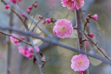 淡いピンク色の梅の花が咲く春の枝先のクローズアップ