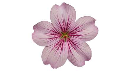 Isolated Delicate Pink Flower Blossom