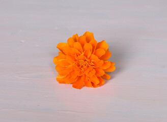 マリーゴールドの花ひとつ